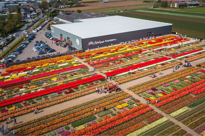 Widok z lotu ptaka na duże pole tulipanów z kolorowymi rzędami kwiatów, spacerującymi zwiedzającymi i budynkiem oznaczonym jako „Tulip Experience Amsterdam”.