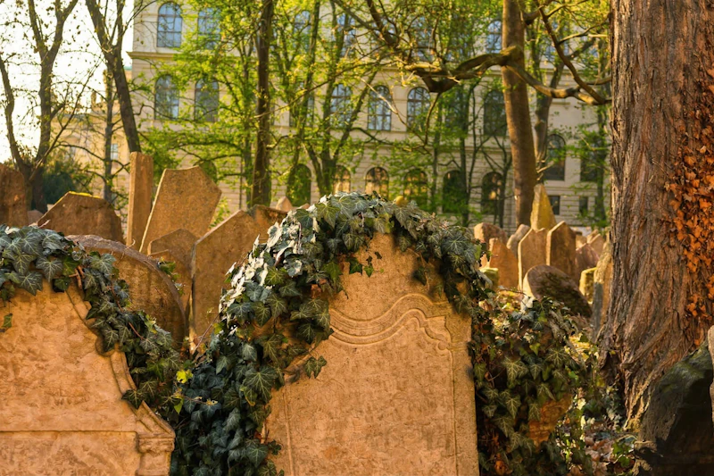 Starożytne nagrobki porośnięte bluszczem na cmentarzu otoczonym drzewami, w tle widoczny zabytkowy budynek.