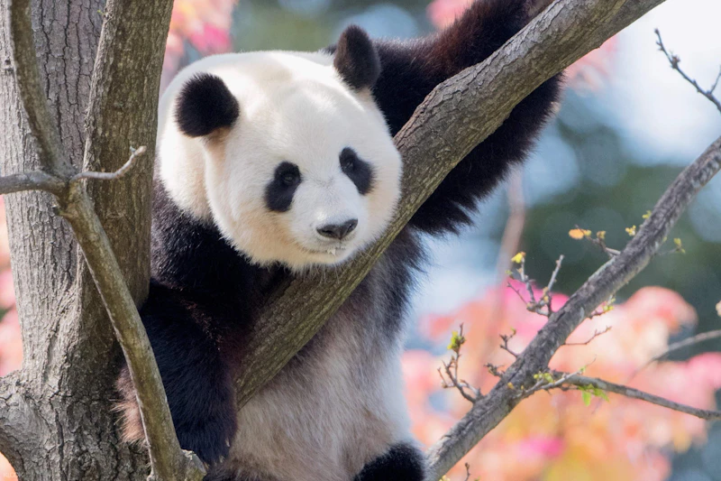 Panda siedząca na drzewie z różowymi kwiatami i błękitnym niebem w tle.