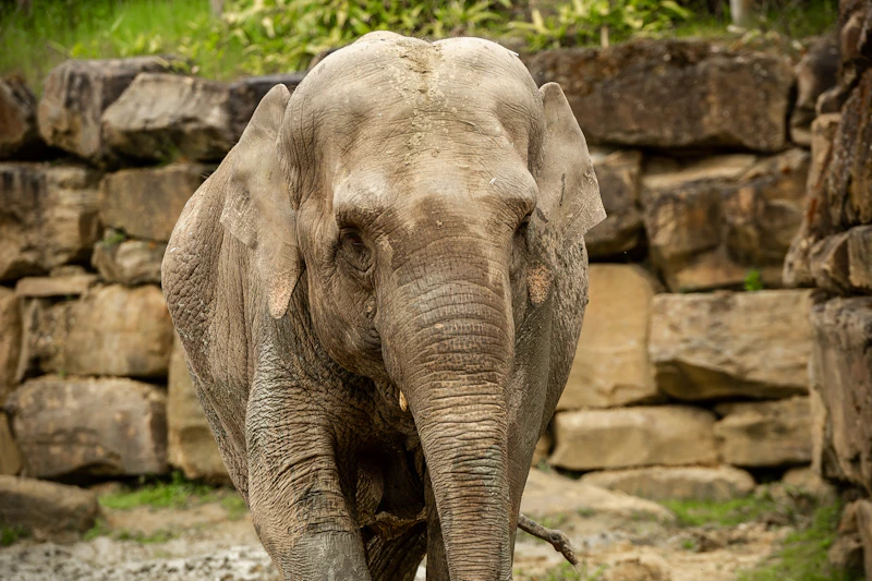 Kai-mook ZOO PLANCKENDAEL