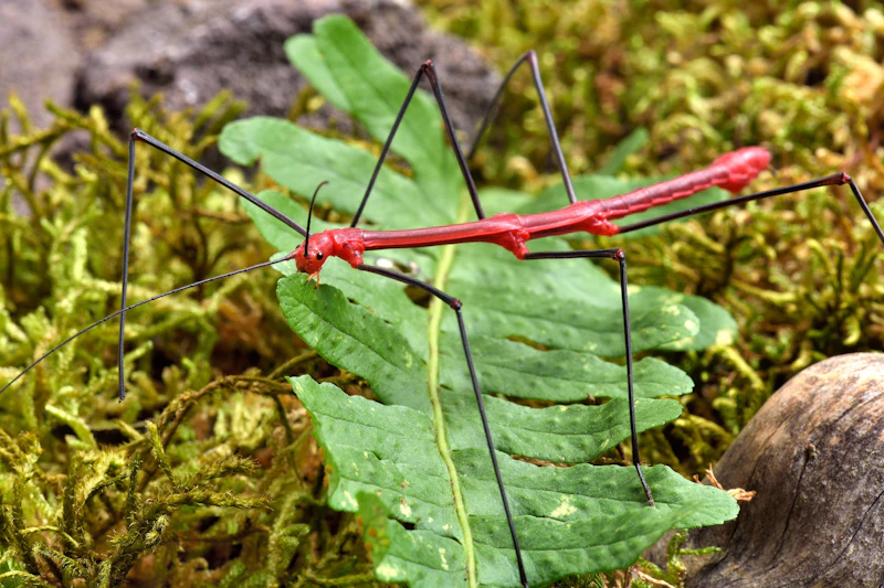 Owady tropikalne