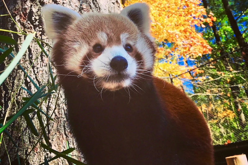 Czerwona Panda