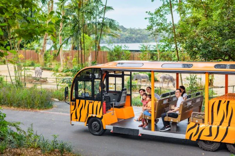 Tramwaj w tygrysie paski na świeżym powietrzu z siedzącymi pasażerami przejeżdża przez ogrodzenie zoo z drzewami i dwoma jeleniami w tle.