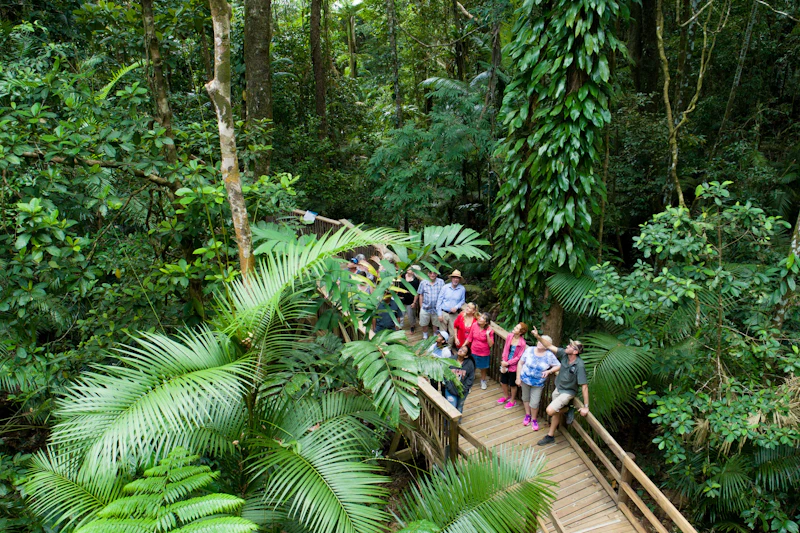 Wycieczka promenadą z przewodnikiem po starożytnym lesie deszczowym Daintree