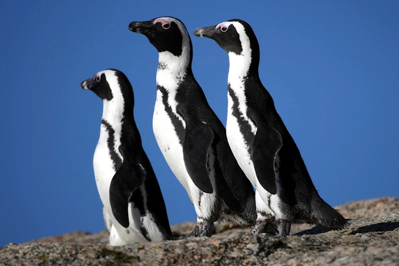 Pingwiny na plaży Boulders Beach patrzą na horyzont.