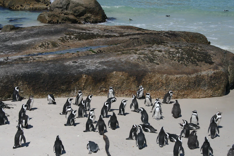 Kolonia pingwinów na Boulders Beach